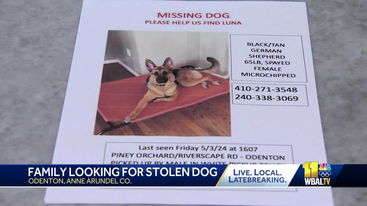 Anne Arundel County family offers reward for stolen, injured dog - Vimarsana News