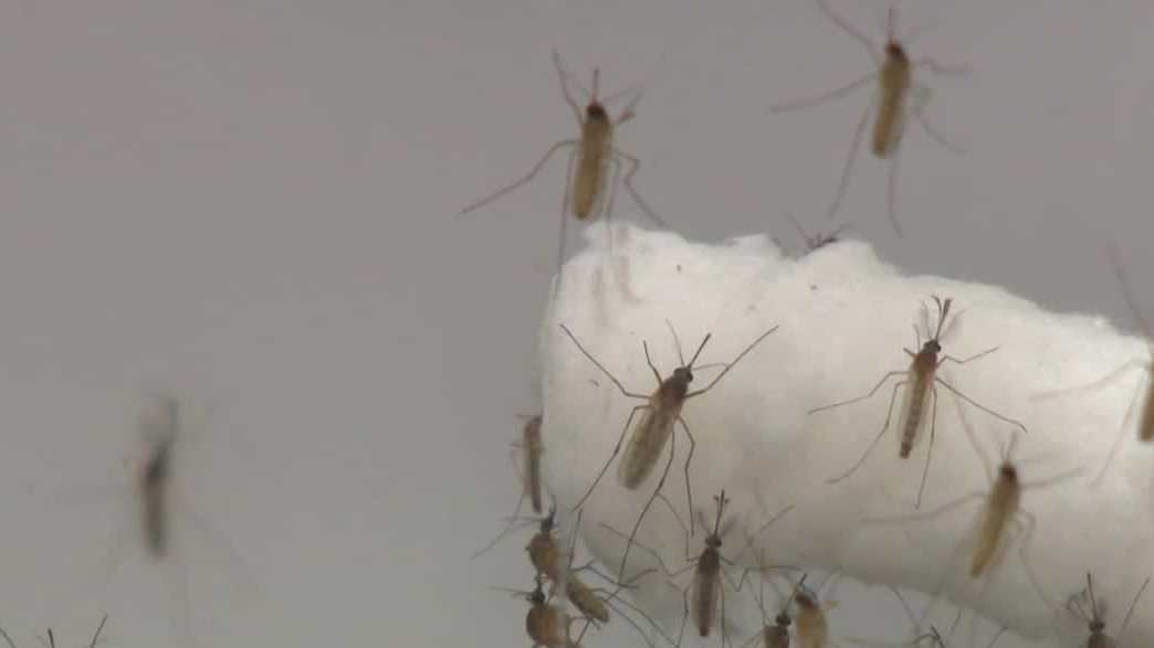Health officials confirm first human case of West Nile virus in Sacramento County this year