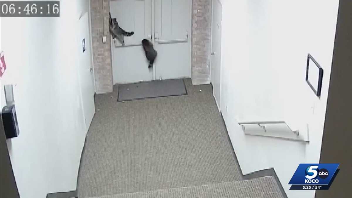 Oklahoma nonprofit break-in turns bizarre as surveillance video reveals raccoons behind mess