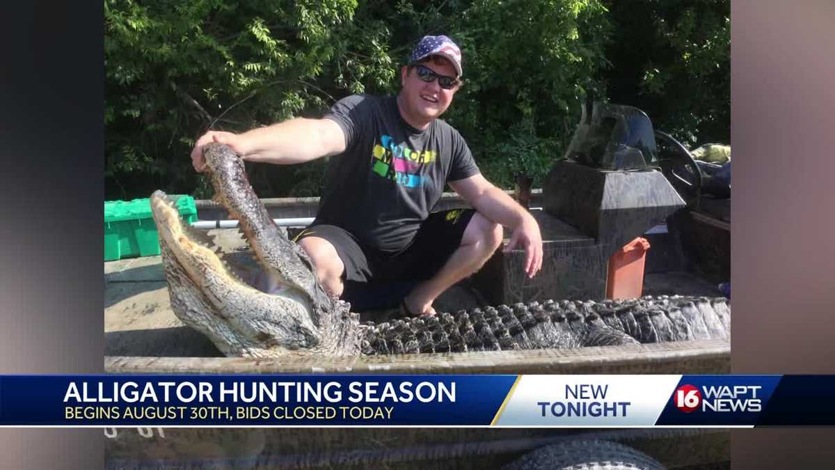 Mississippi alligator hunting bids are in