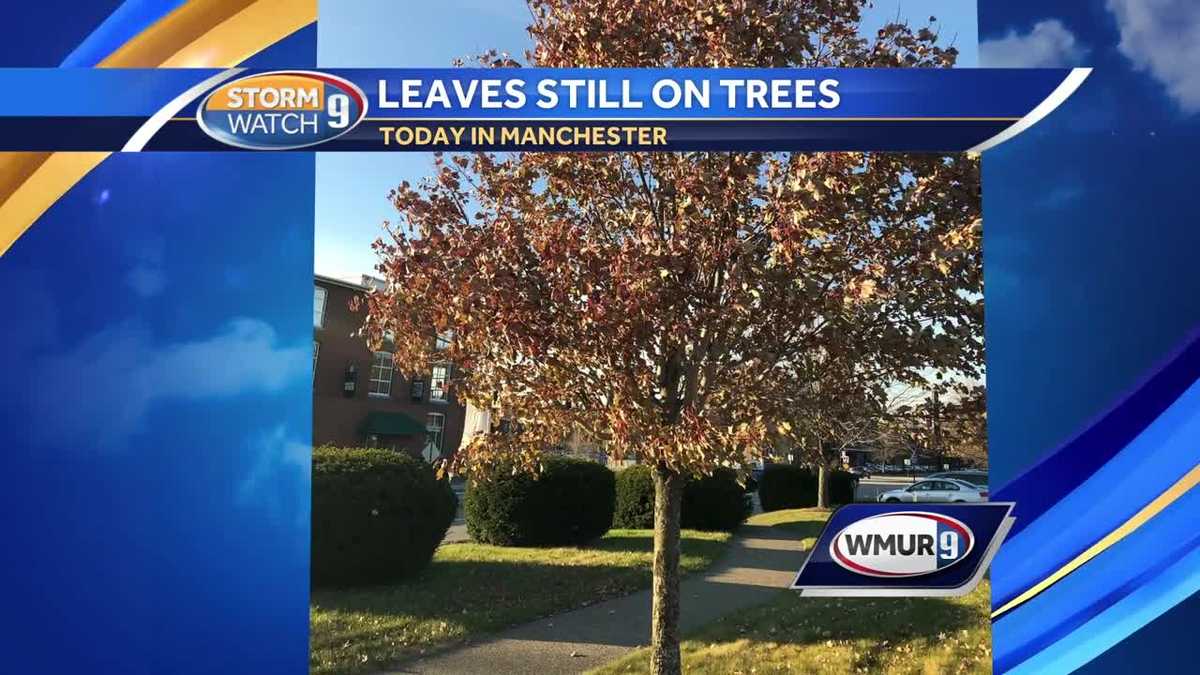 Why aren't leaves falling off trees?