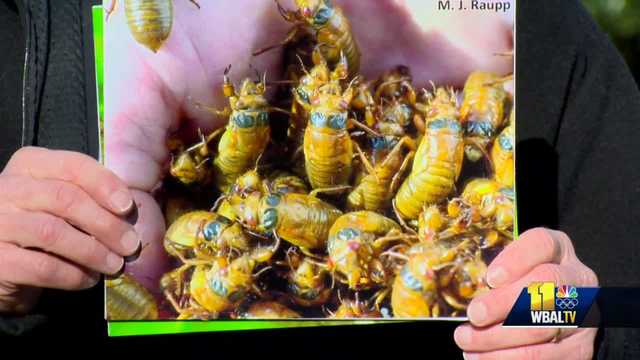 17-year cicadas about to emerge in Maryland - Vimarsana News