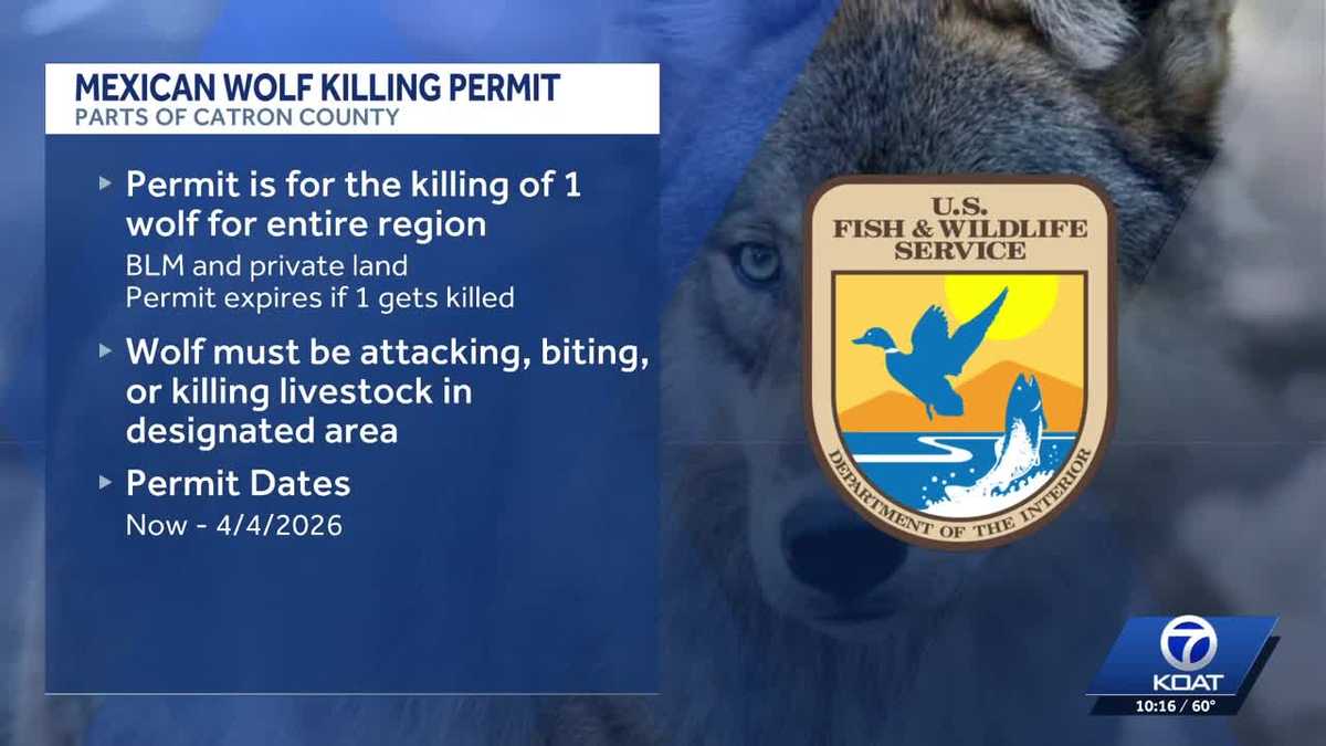 Mexican wolf population grows in New Mexico