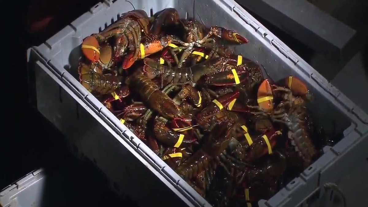 Lobster lovers may experience price shock... for now