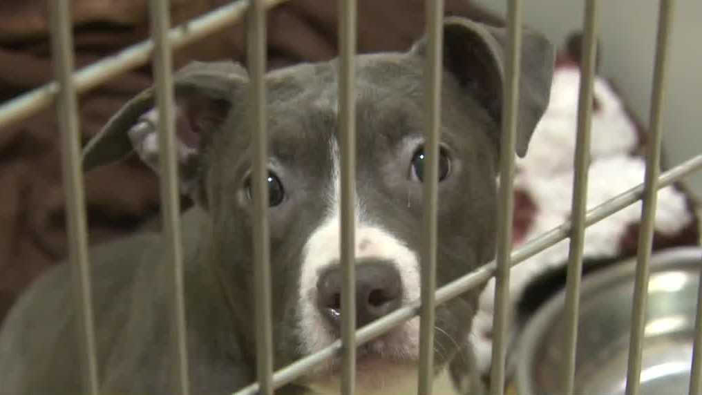 Milwaukee animal control 'in a crisis'