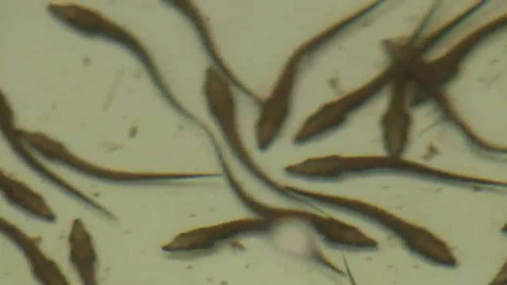 Lake sturgeon restoration effort shows signs of success in Milwaukee River