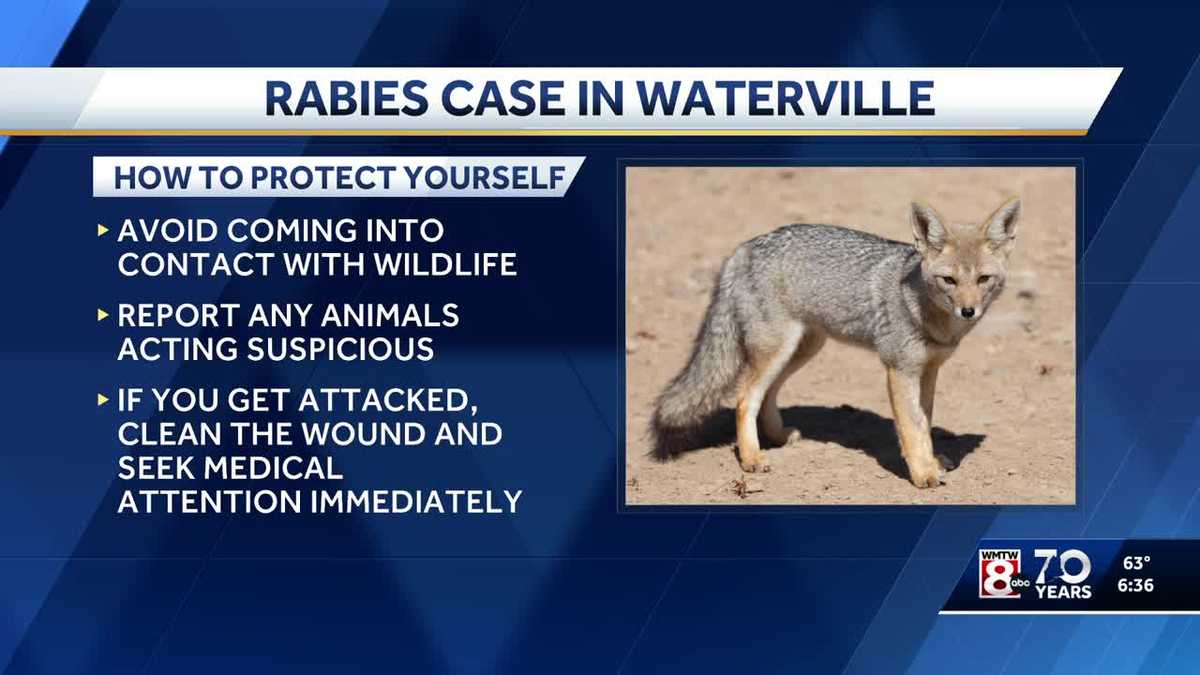 Maine CDC notifies Waterville of rabid fox in town