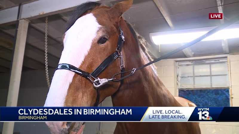 Budweiser Clydesdales prepare for Veterans Day Parade