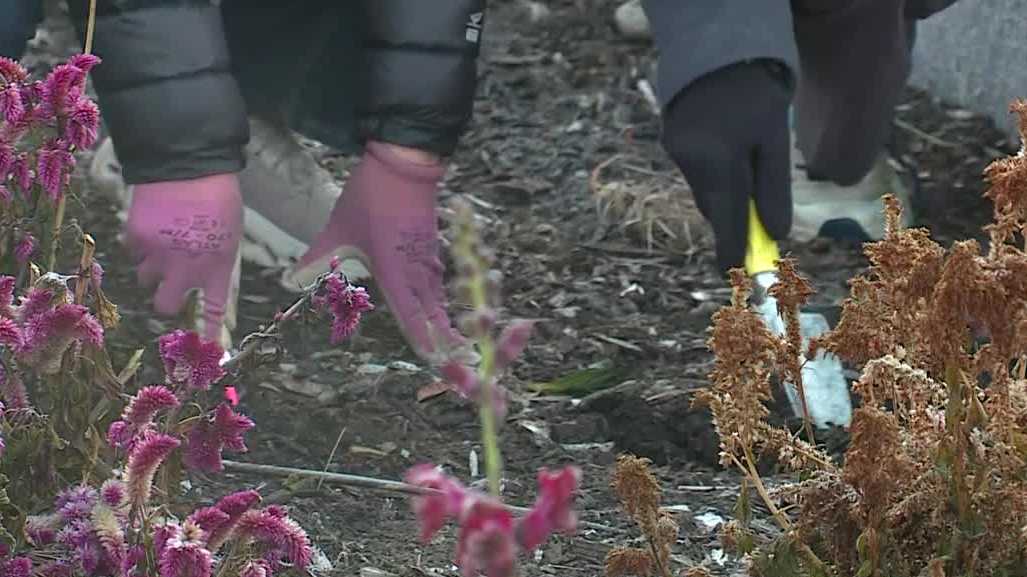 Volunteers plant bulbs to commemorate three years since the Lewiston mass shootings