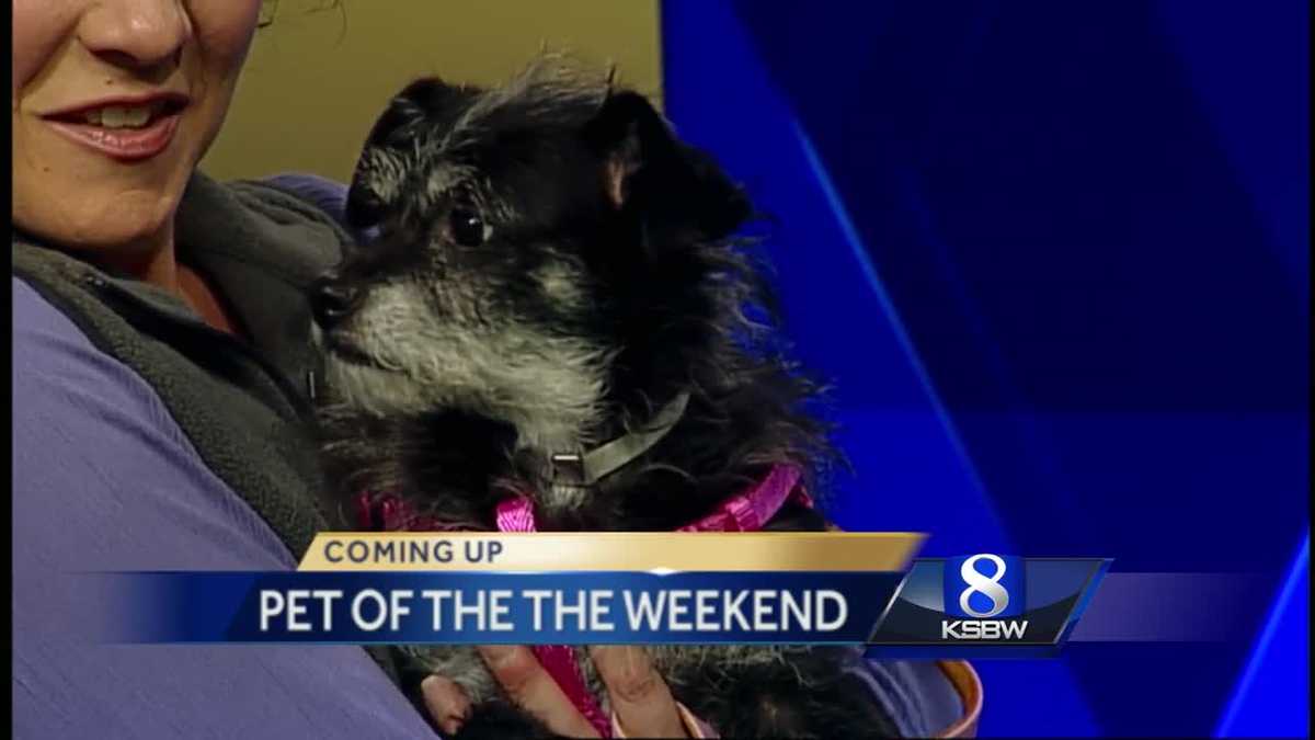 Pet of the Weekend: Scruffy