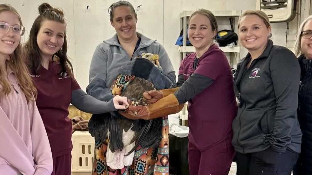 Injured bald eagle rescued from car wheel in northwest Iowa
