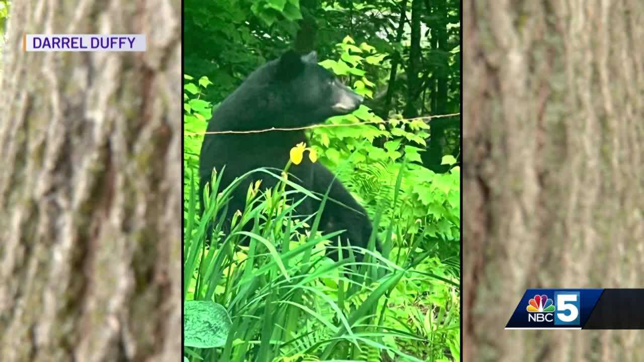 Bear encounters on the rise in Vermont, including home break-ins - Vimarsana News