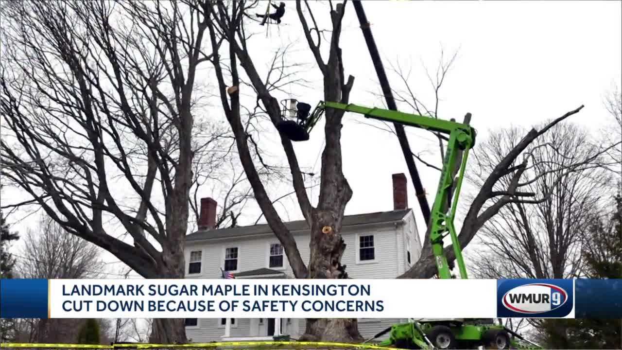 NH tree, one of largest sugar maples in US, removed for safety - Vimarsana News