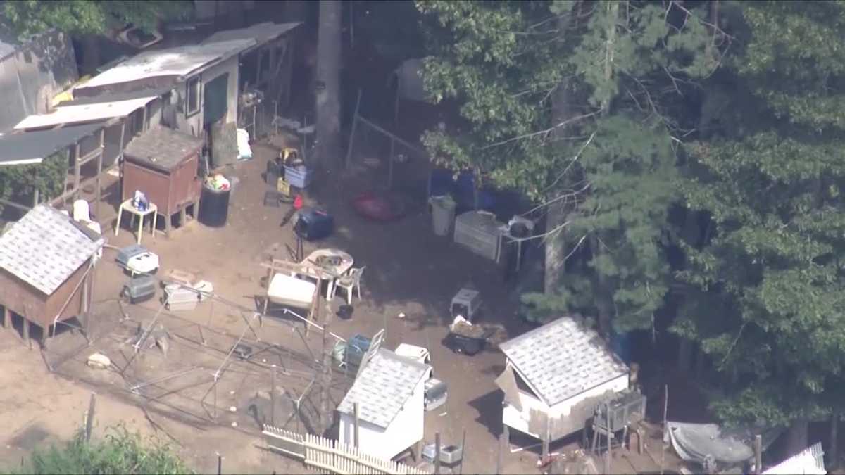 MSPCA holds emergency adoptathon after multiple large-scale seizures