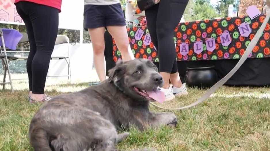 Nebraska Humane Society hosts state's largest pet-friendly event