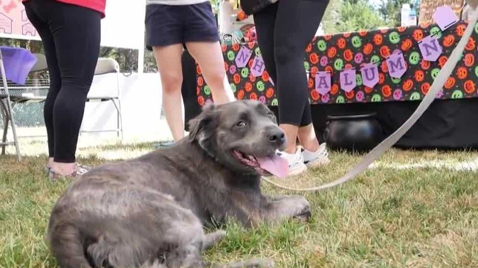 Nebraska Humane Society hosts state's largest pet-friendly event