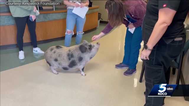 Experts say farm animals in Oklahoma live in cruel confinement - Vimarsana News