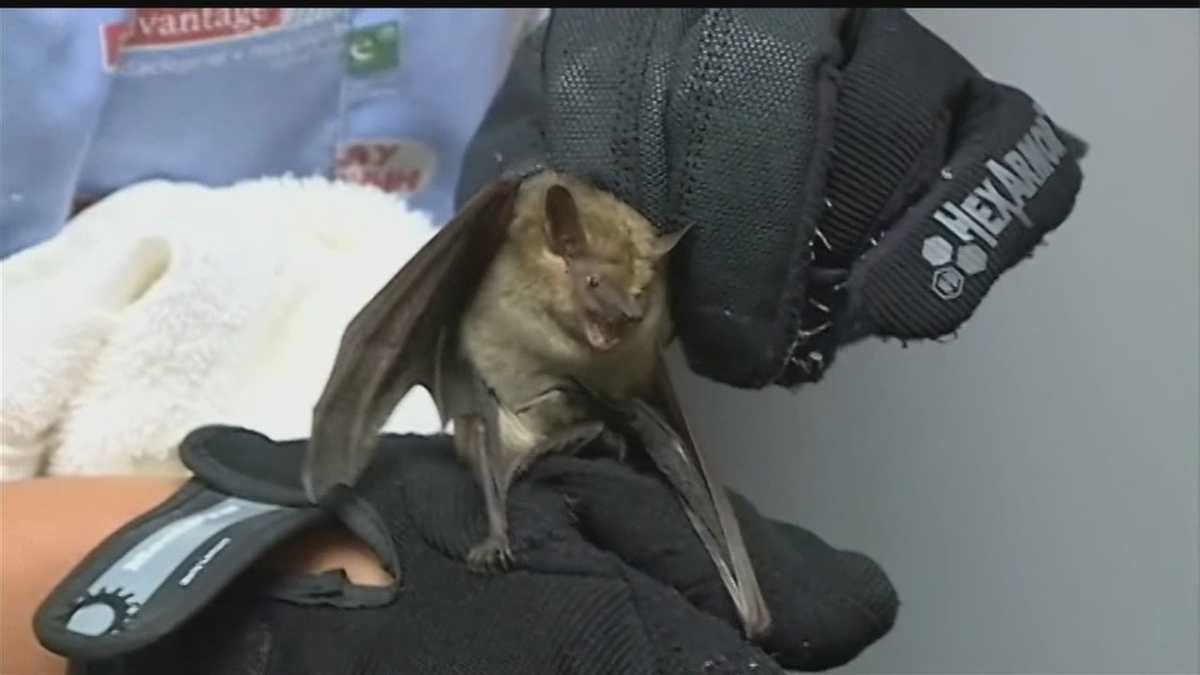 Family finds rabid bat in home