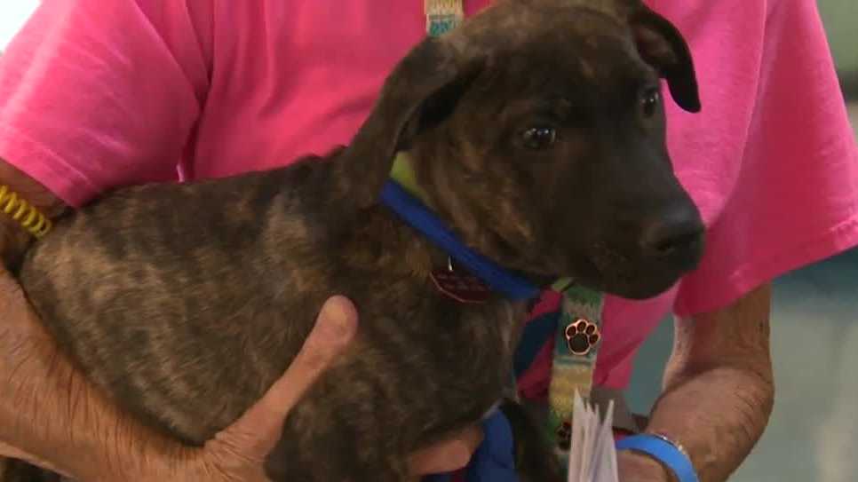 Hundreds participate in 5th annual Clear the Shelters event