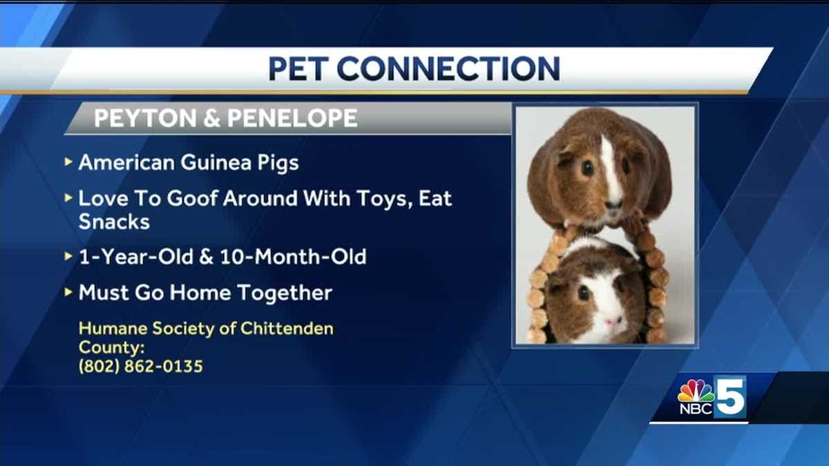 Pet Connection 82318