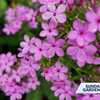 Valley View Farms: Plants for pollinators in the fall season