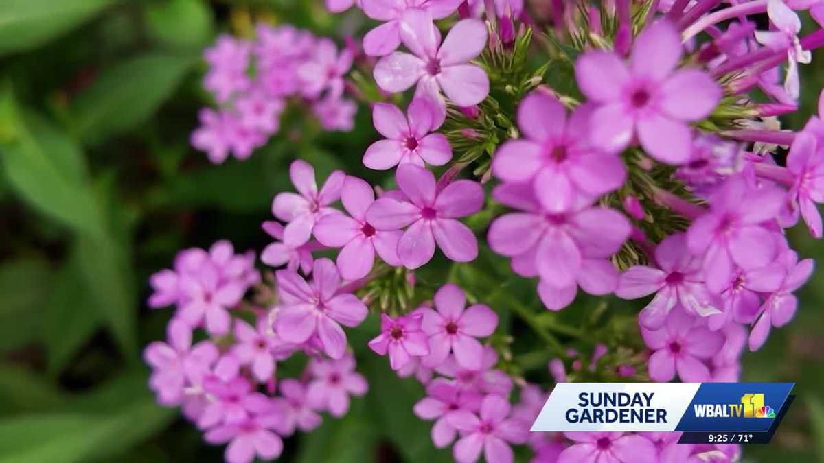Sunday Gardener: Plants for pollinators in the fall season