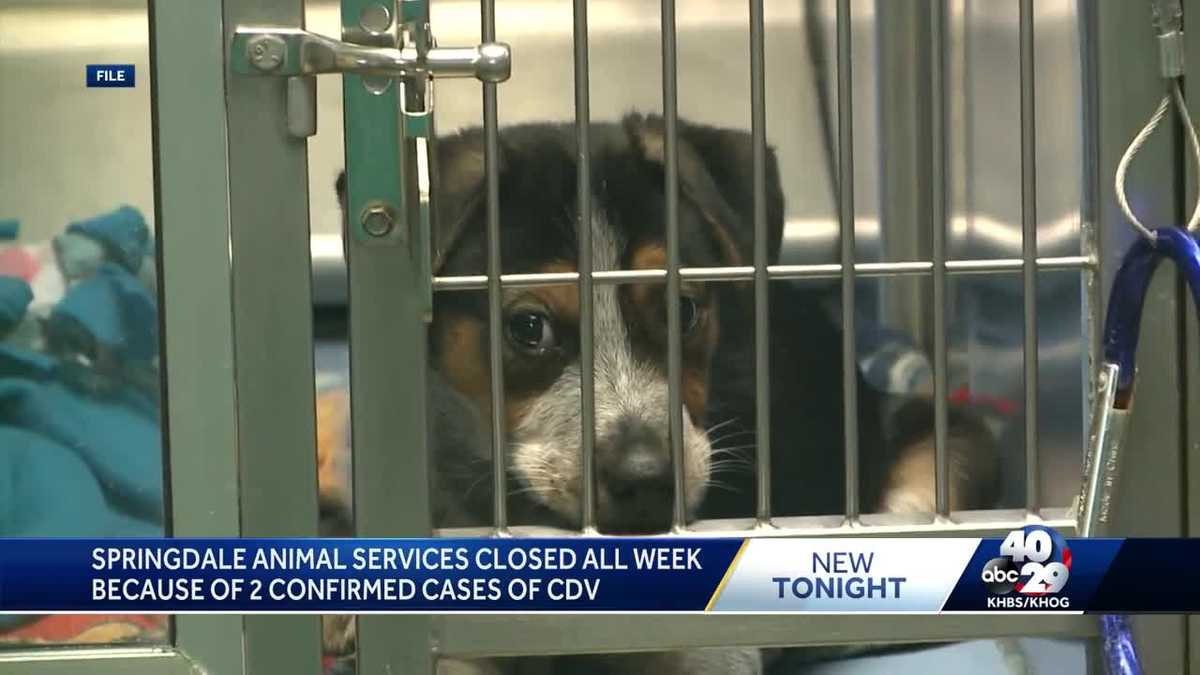 Springdale animal shelter shuts down due to canine distemper