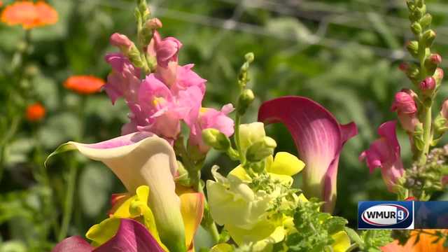 New Hampshire gardening tips: Guidelines for picking flowers - Vimarsana News