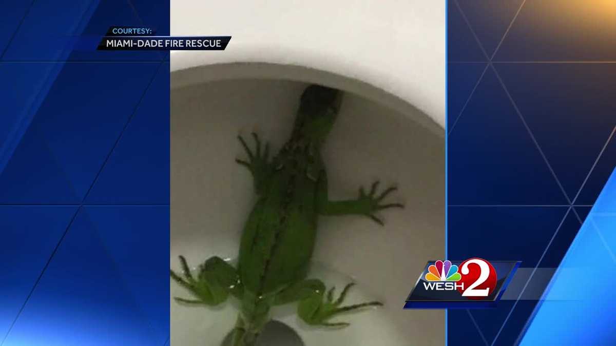 Lizard Found In Toilet