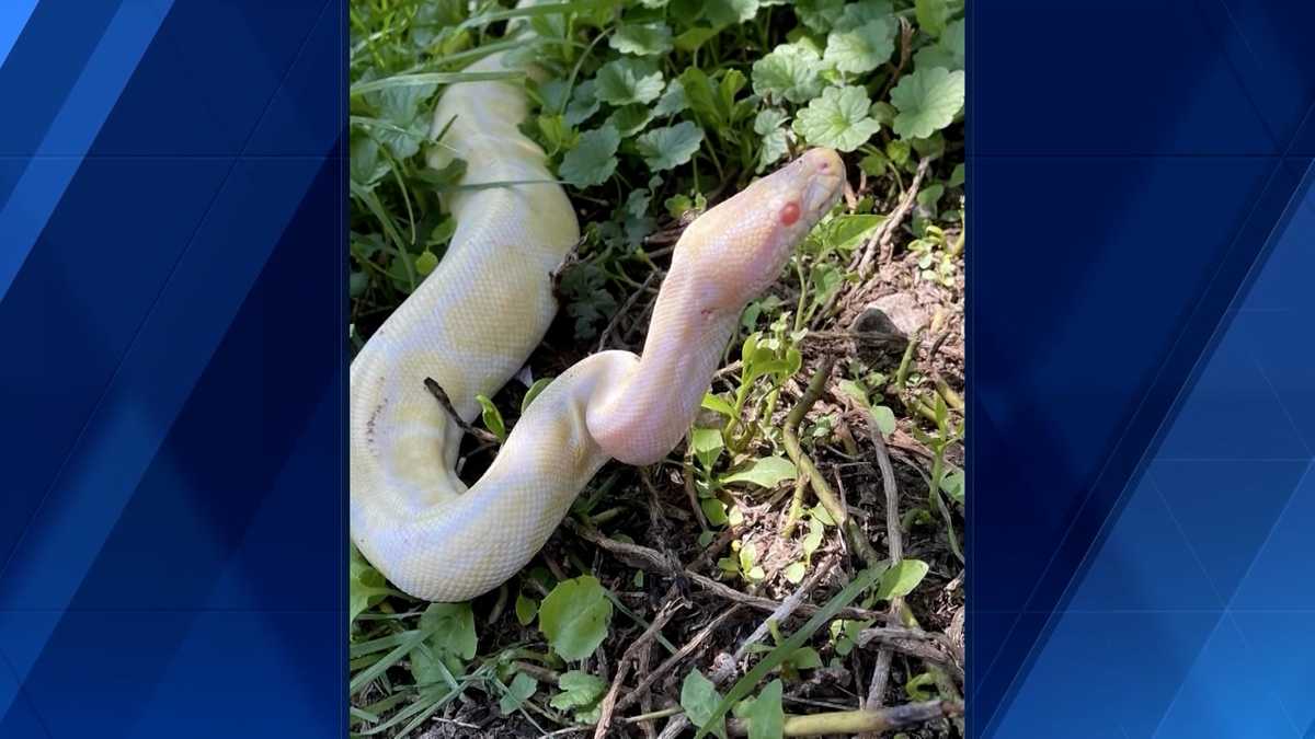 Ross Township: Snakes near municipal building