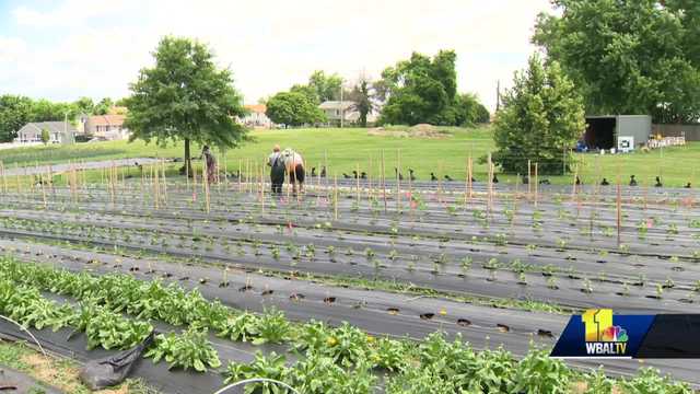 Black Butterfly Urban Farmer Academy﻿ teaches people agriculture - Vimarsana News