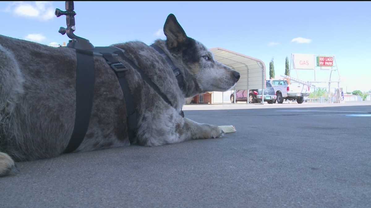 Blue The Butte Dog