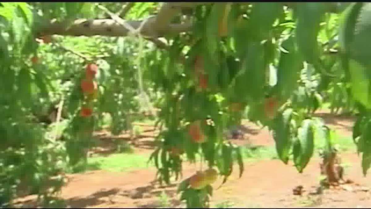 Peaches Are Plentiful Despite The Rainy Growing Season 