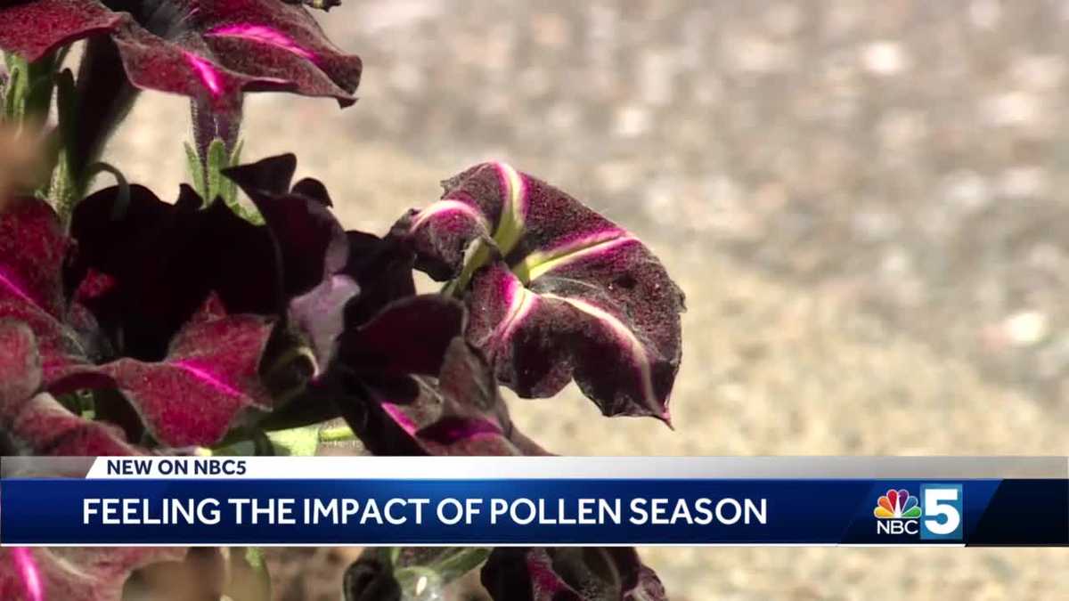 Vermont sees high pollen counts over weekend