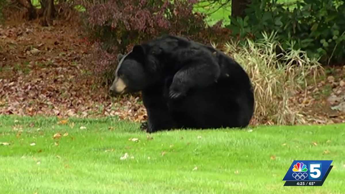 Wildlife experts urge steps to reduce harmful encounters with animals