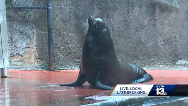 Birmingham Zoo prepares to say farewell to beloved sea lions - Vimarsana News