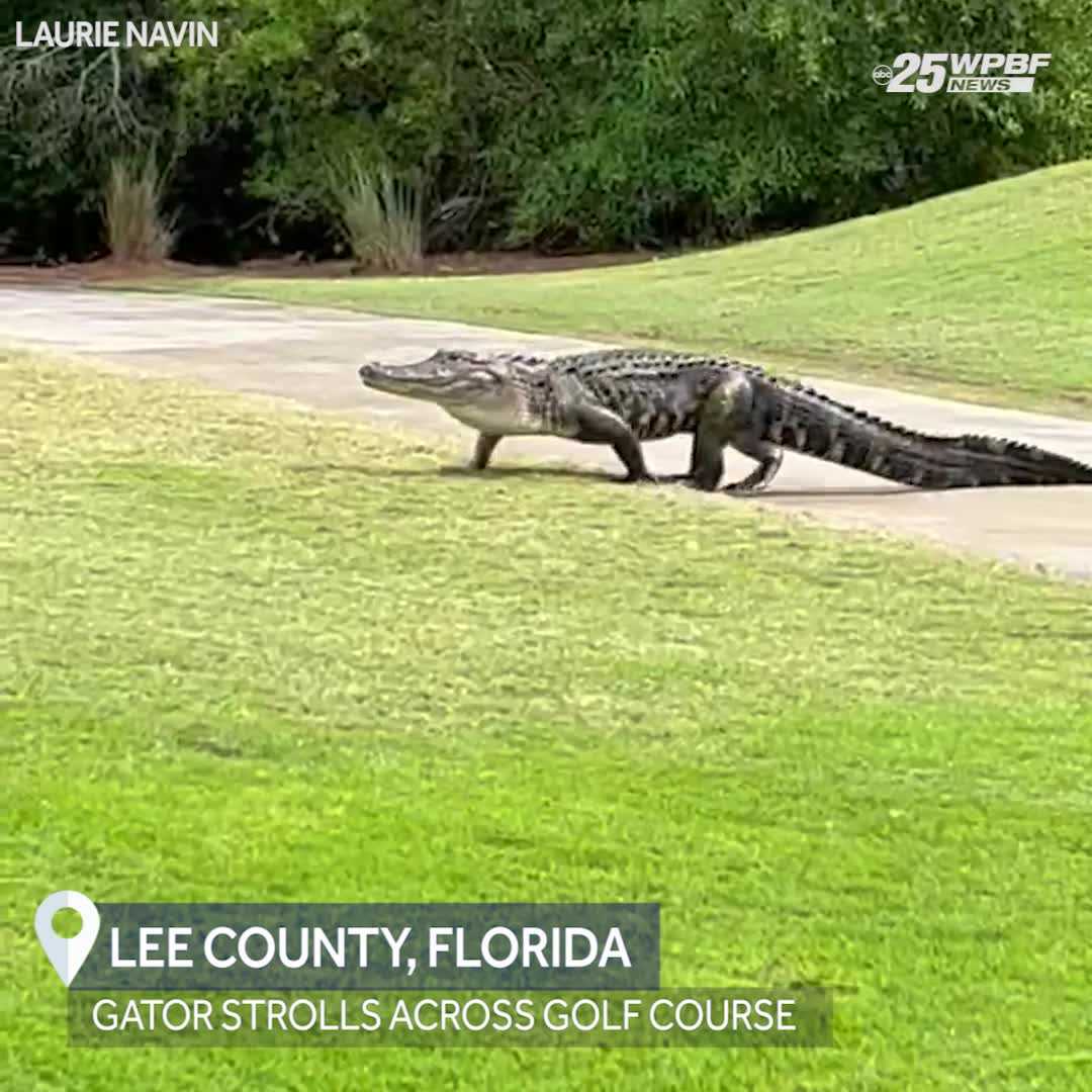 Florida Gator Struts Across Lee County Golf Course