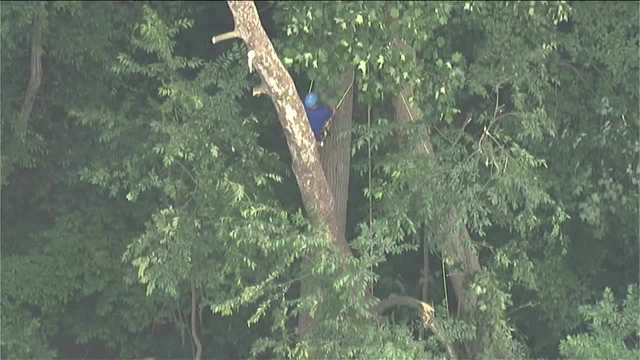 Crews rescuing injured logger stuck in tree in Glen Arm - Vimarsana News