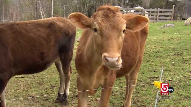 In New Hampton, N.H., working to protect the family farm - Vimarsana News