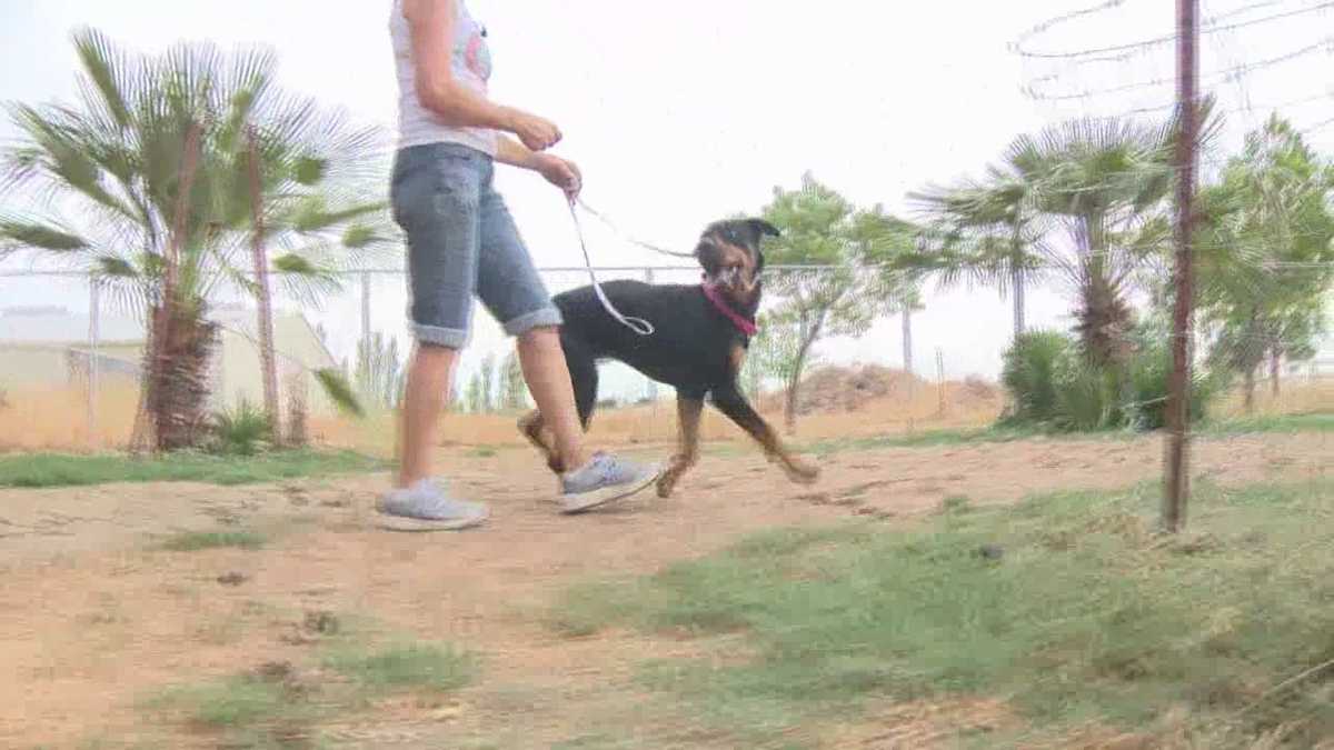 Dogs found dead, malnourished at Davis rescue facility
