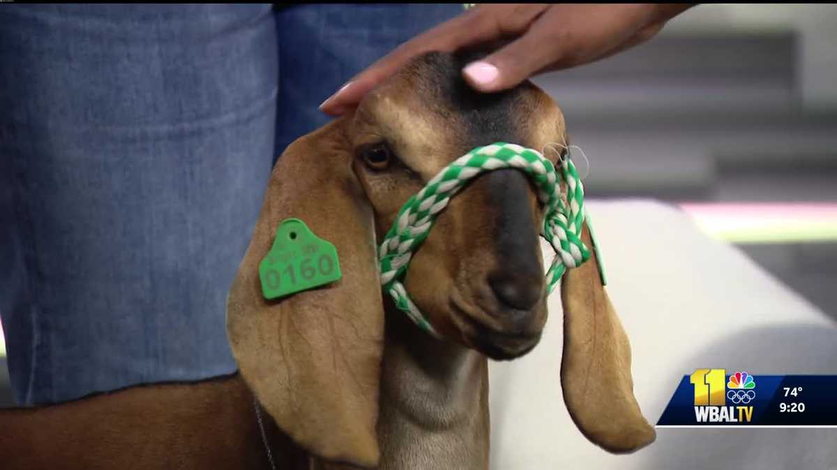 Introducing goats Larry and Beans, two stars of the Maryland State Fair
