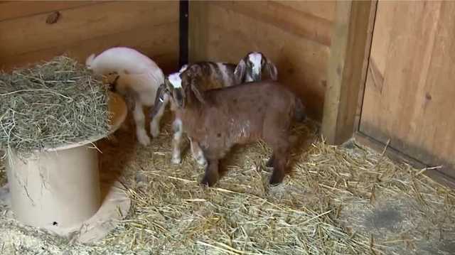 Dozens of farm animals seized from New Hampshire property - Vimarsana News