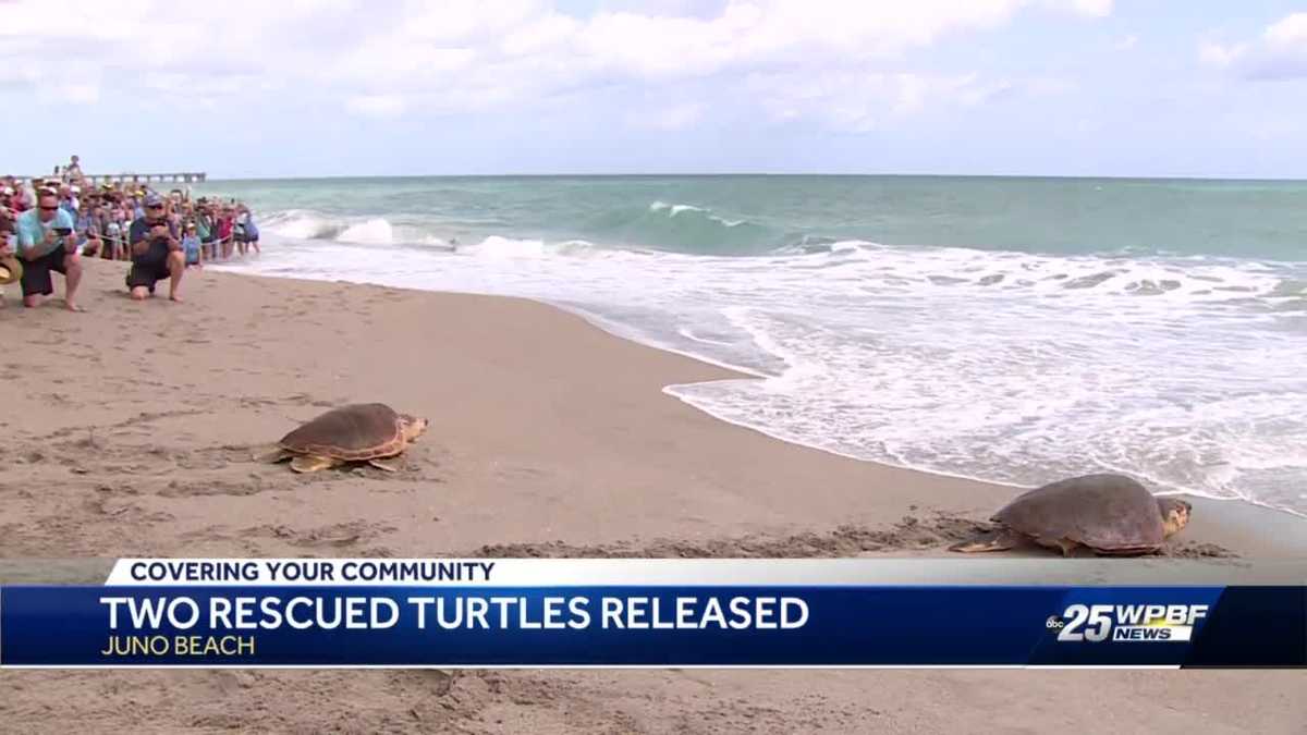 Sea Turtles released back into ocean after treatment