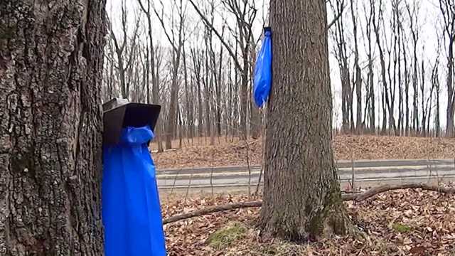 Mild winter impacting maple syrup production - Vimarsana News