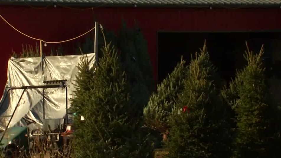 Drought impacting Iowa Christmas tree farmers