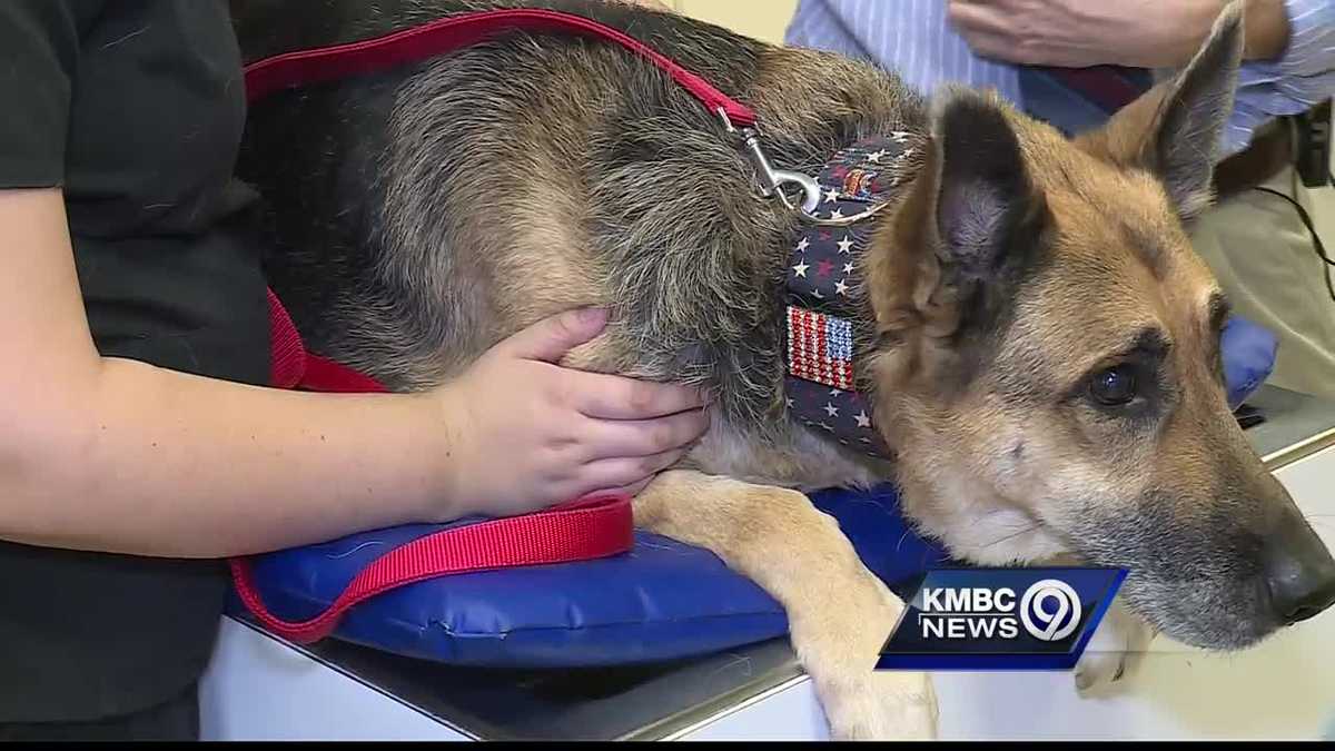 'Nearly frozen' German Shepherd hits huge milestone - Caesar is done ...