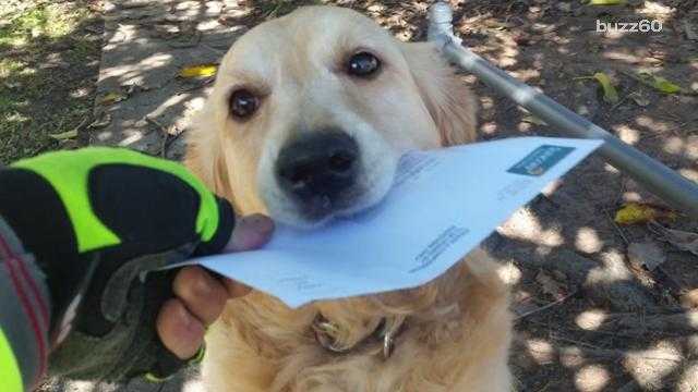 This Dog Absolutely Loves Mail