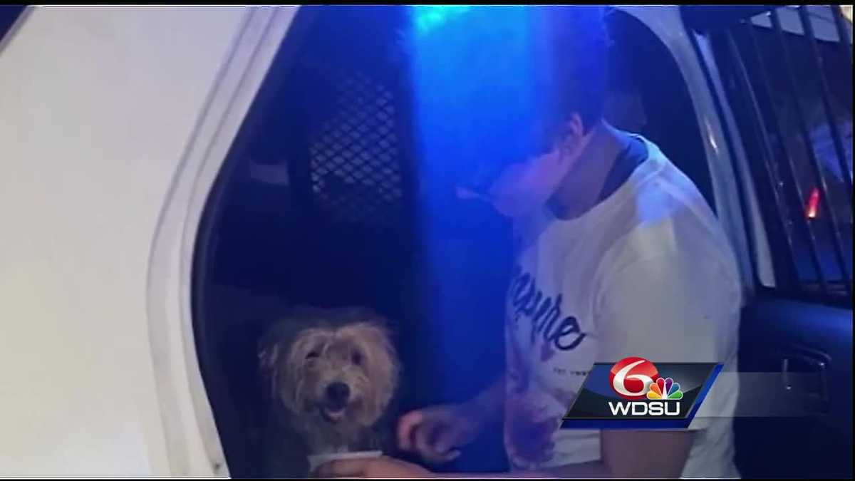 Good Samaritan and NOPD officer rescue dog from car in French Quarter