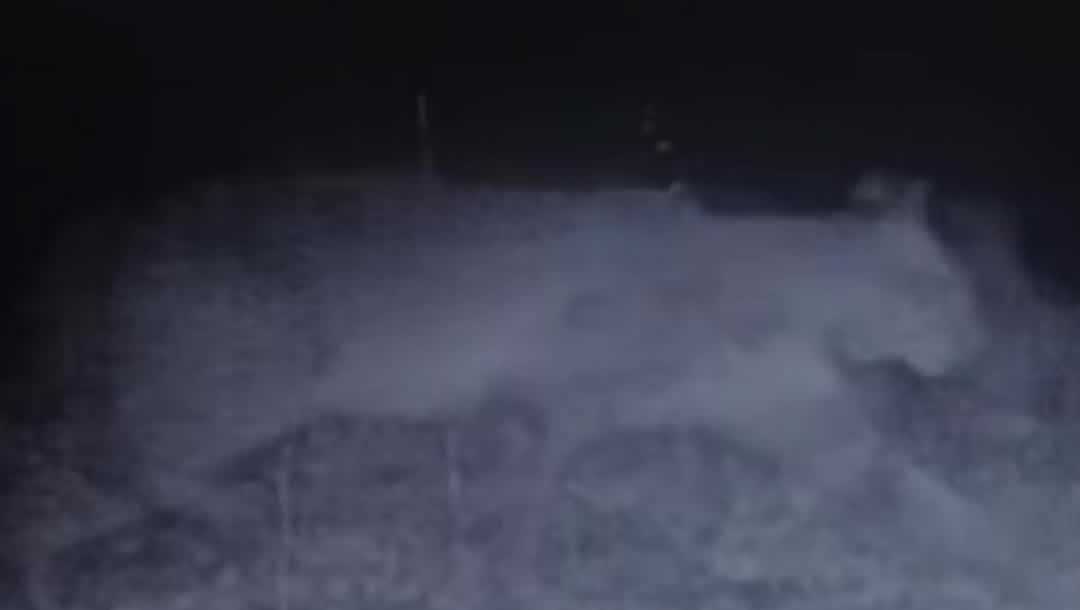 WATCH: Bobcat caught on camera in Gardendale