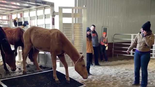 Iowa horses rescued from Dallas County now up for adoption - Vimarsana News